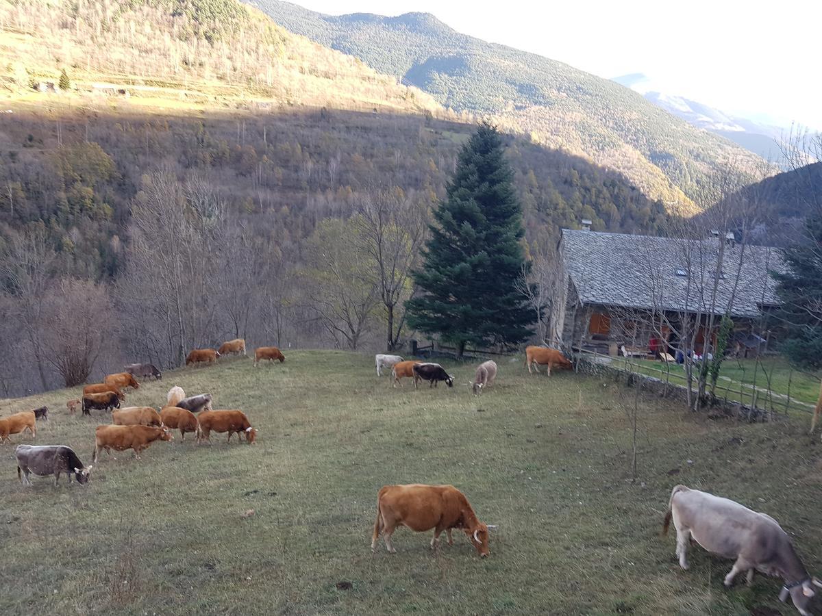 Rural L'Ortiga Blanca Hotel Queralbs Ngoại thất bức ảnh